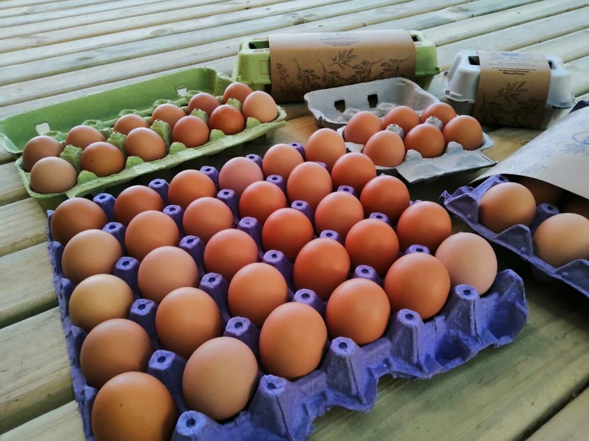 Distintos formatos de bandejas y cubetas de huevos Don Tapirca