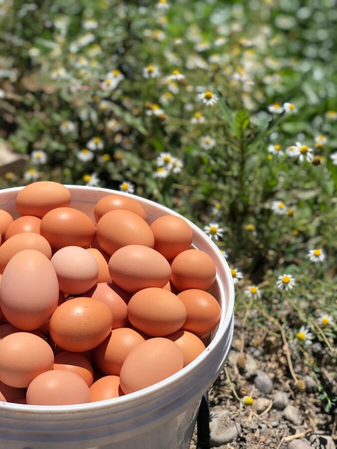 Balde con huevos frescos junto a flores del campo